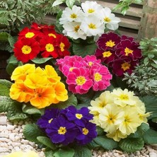 Day 50 Adet Karışık Renk Çiçek Primula Flower Tohumu + 10 Adet Süs Yoncası Çiçek Tohumu