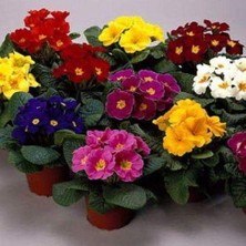 Day 100 Adet Karışık Renk Çiçek Primula Flower Tohumu + 10 Adet Süs Yoncası Çiçek Tohumu