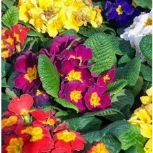 Day 50 Adet Karışık Renk Çiçek Primula Flower Tohumu + 10 Adet Süs Yoncası Çiçek Tohumu