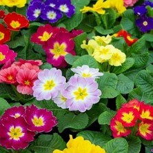 Day 50 Adet Karışık Renk Çuha Çiçeği Tohumu + 10 Adet Süs Yoncası Çiçek Tohumu