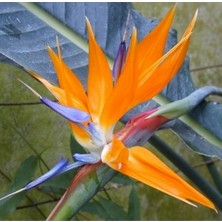 Day 10 Adet Karışık Renk Cennet Kuşu Orkide Tohumu + 10 Adet Karışık Renk Gülü Tohumu