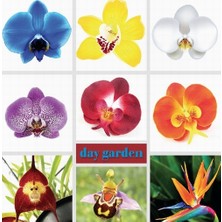 Day 10 Adet Karışık Renk Phalaenopsis Tohumu + 10 Adet Süs Yoncası Tohumu