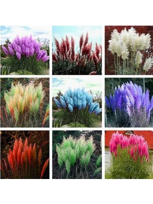 Day 50 Adet Karışık Renk Pampas Çiçeği Tohumu + 10 Adet Hediye K.renk Gül Çiçek Tohumu