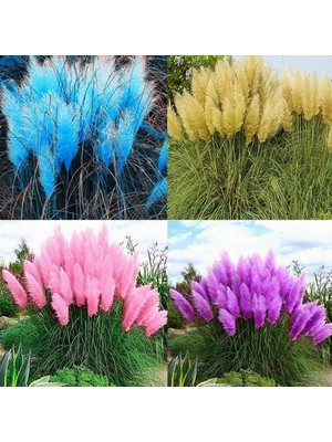 Day 90 Adet Karışık Renk Pampas Çiçeği Tohumu + 10 Adet Hediye K.renk Lale Çiçek Tohumu