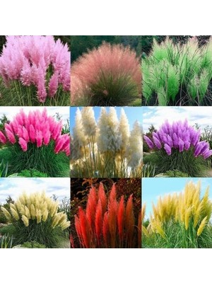 Day 90 Adet Karışık Renk Pampas Çiçeği Tohumu + 10 Adet Hediye K.renk Lale Çiçek Tohumu
