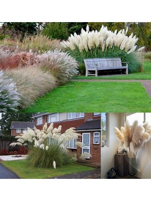 Day 90 Adet Karışık Renk Pampas Çiçeği Tohumu + 10 Adet Hediye K.renk Lale Çiçek Tohumu