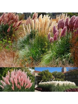 Day 25 Adet Karışık Renk Pampas Çiçeği Tohumu + 10 Adet Hediye K.renk Lale Çiçek Tohumu