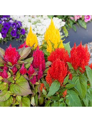 Day 10 Adet Karışık Renk Pampas Çiçeği Tohumu + 10 Adet Hediye K.renk Lale Çiçek Tohumu