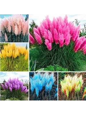 Day 10 Adet Karışık Renk Pampas Çiçeği Tohumu + 10 Adet Hediye Süs Yoncası Çiçek Tohumu