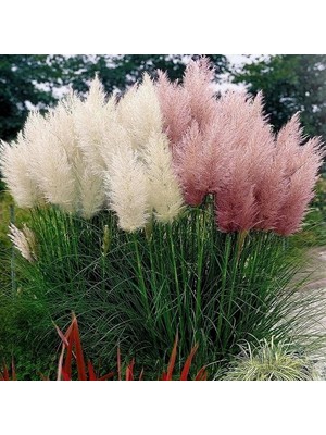 Day 25 Adet Karışık Renk Pampas Çiçeği Tohumu + 10 Adet Hediye Süs Yoncası Çiçek Tohumu