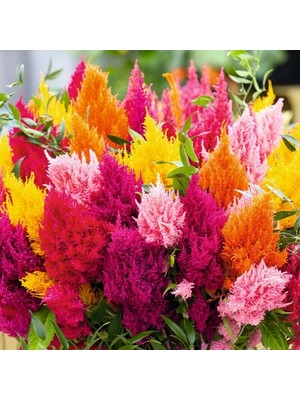 Day 50 Adet Karışık Renk Pampas Çiçeği Tohumu + 10 Adet Hediye Süs Yoncası Çiçek Tohumu