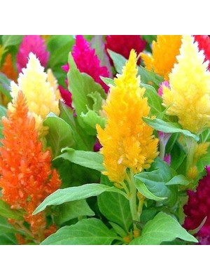 Day 25 Adet Karışık Renk Pampas Çiçeği Tohumu + 10 Adet Hediye Süs Yoncası Çiçek Tohumu