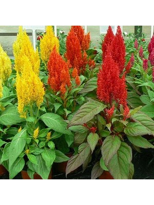 Day 90 Adet Karışık Renk Pampas Çiçeği Tohumu + 10 Adet Hediye Süs Yoncası Çiçek Tohumu