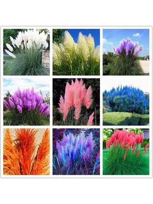 Day 25 Adet Karışık Renk Pampas Çiçeği Tohumu + 10 Adet Hediye Süs Yoncası Çiçek Tohumu