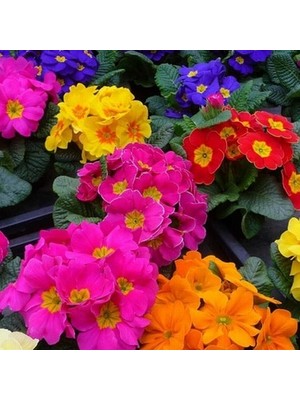 Day 100 Adet Karışık Renk Çuha Çiçeği Tohumu + 10 Adet Süs Yoncası Çiçek Tohumu