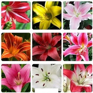 50'li Karışık Renk Zambak Çiçeği Tohumu + 10'lu Kırmızı Lale Çiçek Tohumu