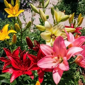 100'lü Karışık Renk Zambak Çiçeği Tohumu + 10'lu Süs Yoncası Çiçek Tohumu