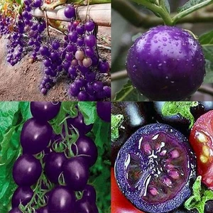 10 Adet Doğal Mor Domates Tohumu + 10 Adet K.renk Lale Çiçek Tohumu