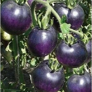 50 Adet Doğal Mor Domates Tohumu + 10 Adet K.renk Gül Çiçek Tohumu