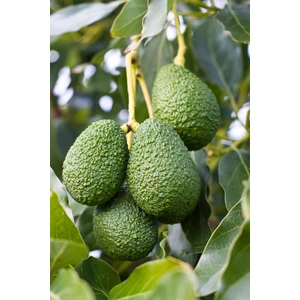 Has Avokado 1 kg