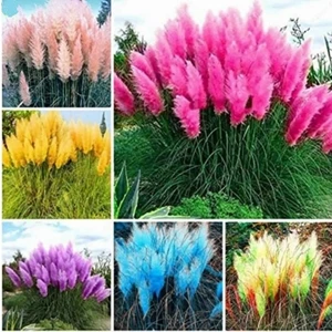 90 Adet Karışık Renk Pampas Çiçeği Tohumu + 10 Adet Hediye Süs Yoncası Çiçek Tohumu