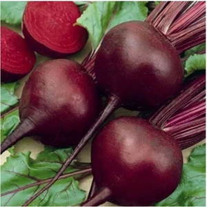 Kırmızı Pancar Tohumu 25 Gr 1 Paket