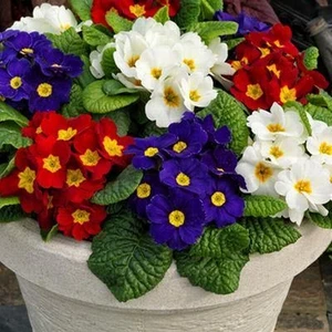 10 Adet Karışık Renk Çiçek Primula Flower Tohumu + 10 Adet Hollanda Gülü Çiçek Tohumu