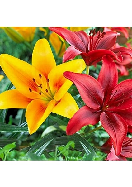 10'lu Karışık Renk Lily Çiçeği Tohumu + 10'lu Kırmızı Gül Çiçek Tohumu