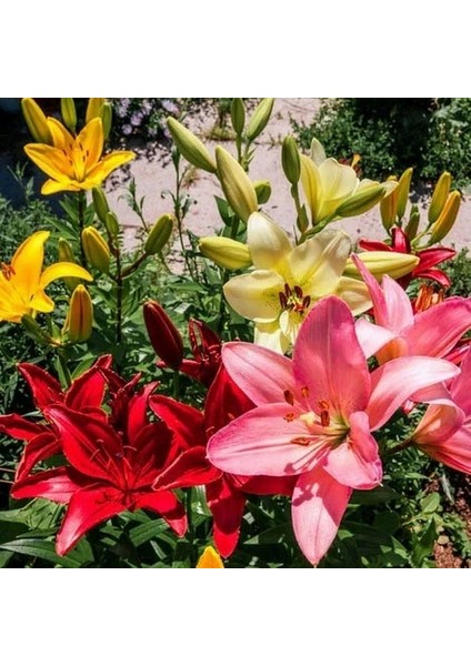 100'lü Karışık Renk Lily Çiçeği Tohumu + 10'lu Kırmızı Gül Çiçek Tohumu