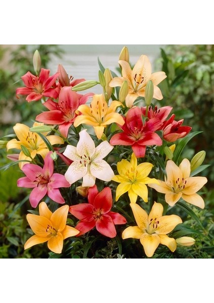 50'li Karışık Renk Lily Çiçeği Tohumu + 10'lu Kırmızı Lale Çiçek Tohumu