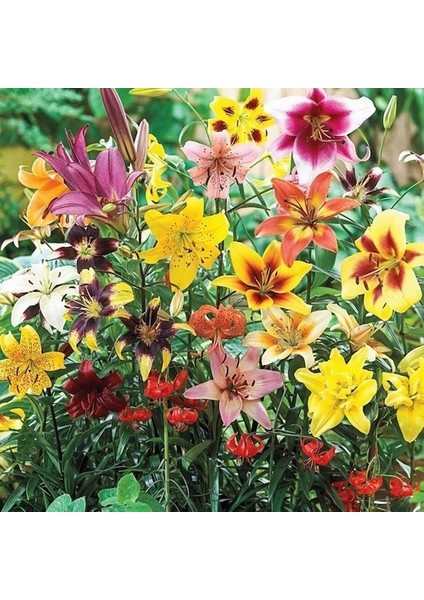 25'li Karışık Renk Zambak Çiçeği Tohumu + 10'lu Süs Yoncası Çiçek Tohumu