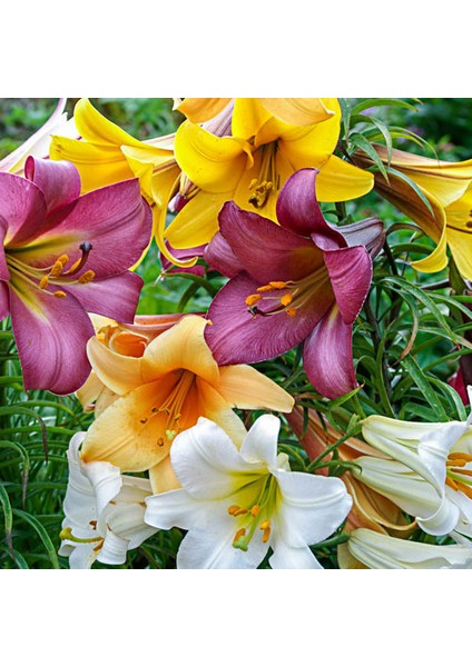 50'li Karışık Renk Zambak Çiçeği Tohumu + 10'lu Kırmızı Gül Çiçek Tohumu