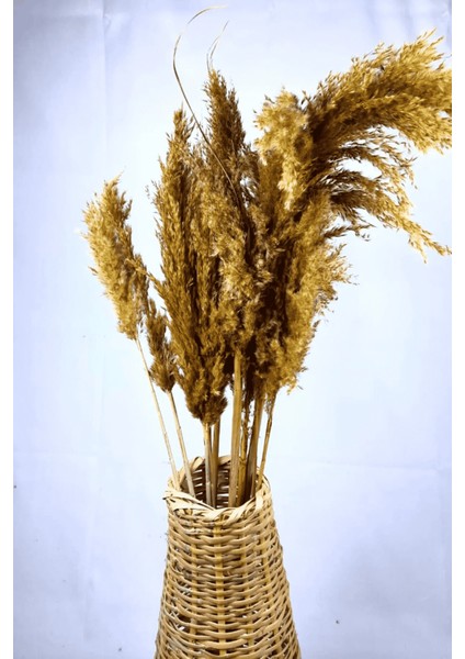 Şoklanmış Renkli Pampas Demeti 10'lu Set