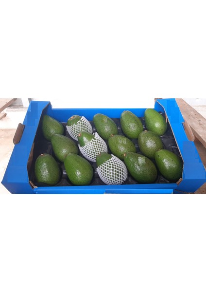 Avokado