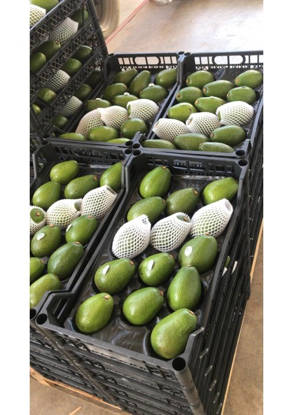 Avokado