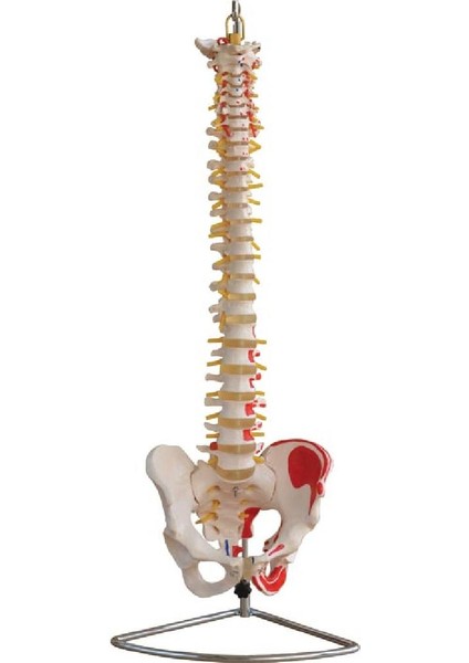 Eğitim Maketleri Omurga ve Kalça (Kas Bölgeleri Işaretlenmiş Pelvisli Vertebra) Modeli 75 cm