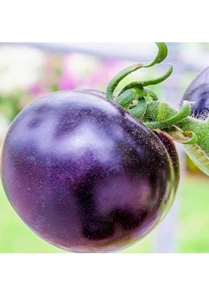 10 Adet Doğal Mor Domates Tohumu + 10 Adet K.renk Gül Çiçek Tohumu