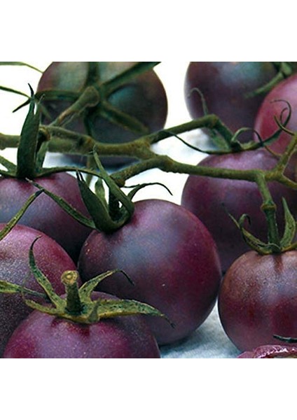 25 Adet Doğal Mor Domates Tohumu + 10 Adet K.renk Gül Çiçek Tohumu