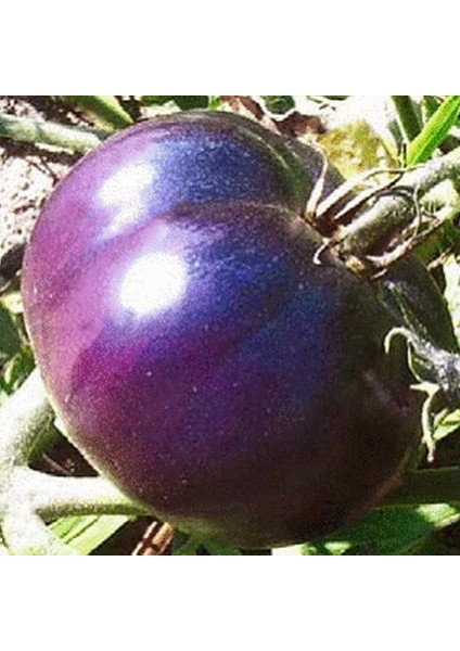 100 Adet Doğal Mor Domates Tohumu + 10 Adet K.renk Lale Çiçek Tohumu