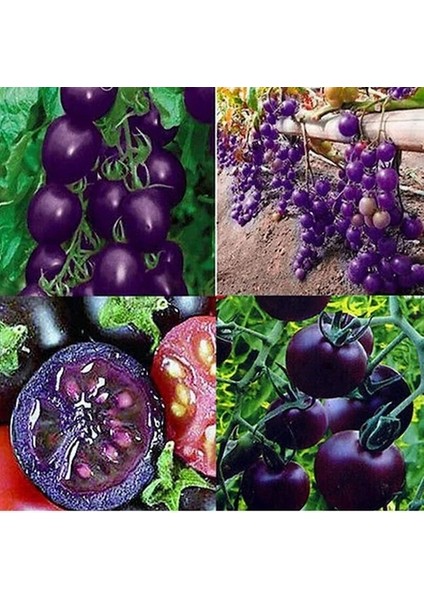 50 Adet Doğal Mor Domates Tohumu + 10 Adet K.renk Gül Çiçek Tohumu