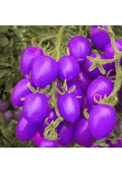 50 Adet Doğal Mor Domates Tohumu + 10 Adet K.renk Lale Çiçek Tohumu