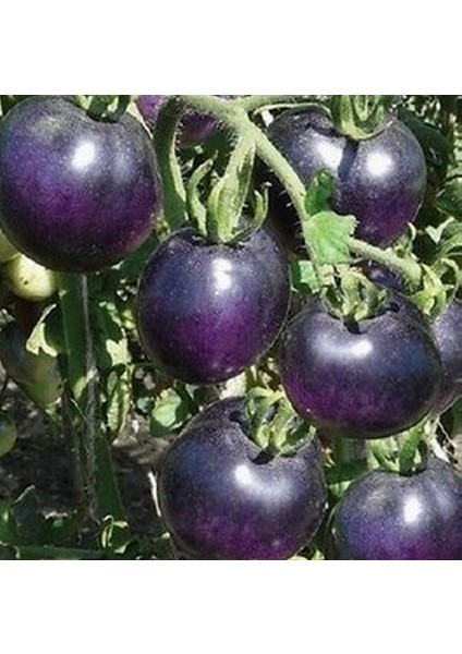 50 Adet Doğal Mor Domates Tohumu + 10 Adet K.renk Gül Çiçek Tohumu