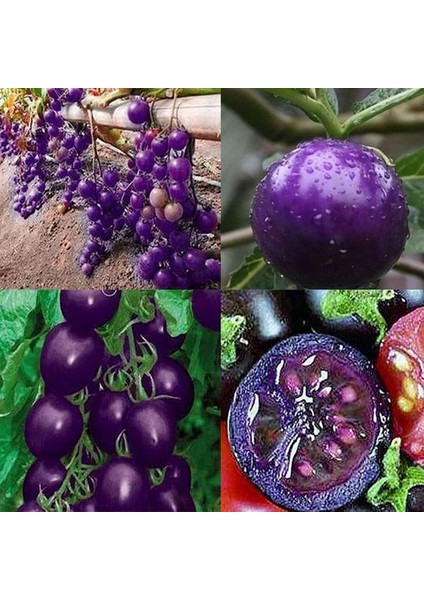 25 Adet Doğal Mor Domates Tohumu + 10 Adet Süs Yoncası Çiçek Tohumu