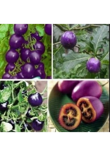 25 Adet Doğal Mor Domates Tohumu + 10 Adet Süs Yoncası Çiçek Tohumu