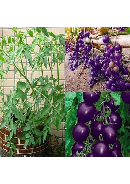 25 Adet Doğal Mor Domates Tohumu + 10 Adet Süs Yoncası Çiçek Tohumu