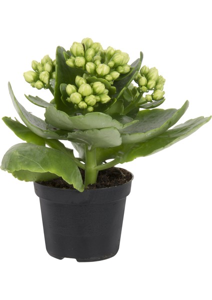 Queen Mini Kalanchoe