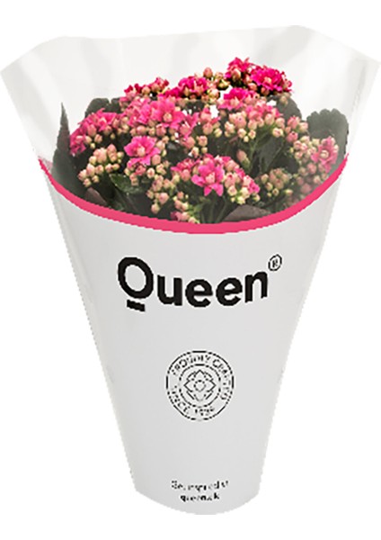 Queen Kalanchoe Q10,5