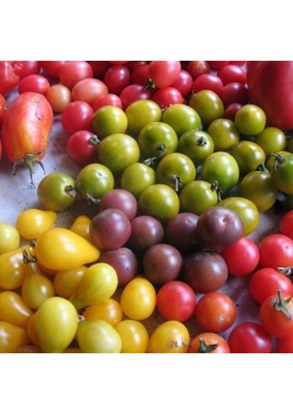 50'li Doğal Ithal Kırmızı Domates Tohumu + 10'lu Süs Yoncası Çiçek Tohumu