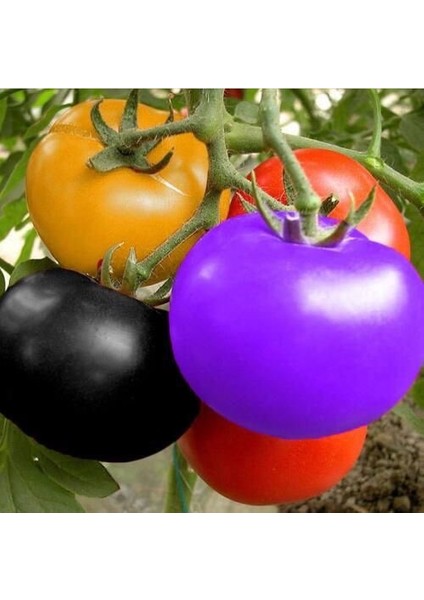 25'li Doğal Ithal Kırmızı Domates Tohumu + 10'lu Kırmızı Lale Çiçek Tohumu