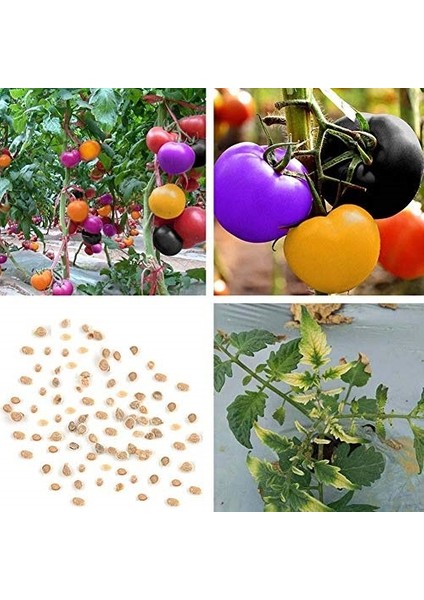 50'li Doğal Ithal Kırmızı Domates Tohumu + 10'lu Süs Yoncası Çiçek Tohumu